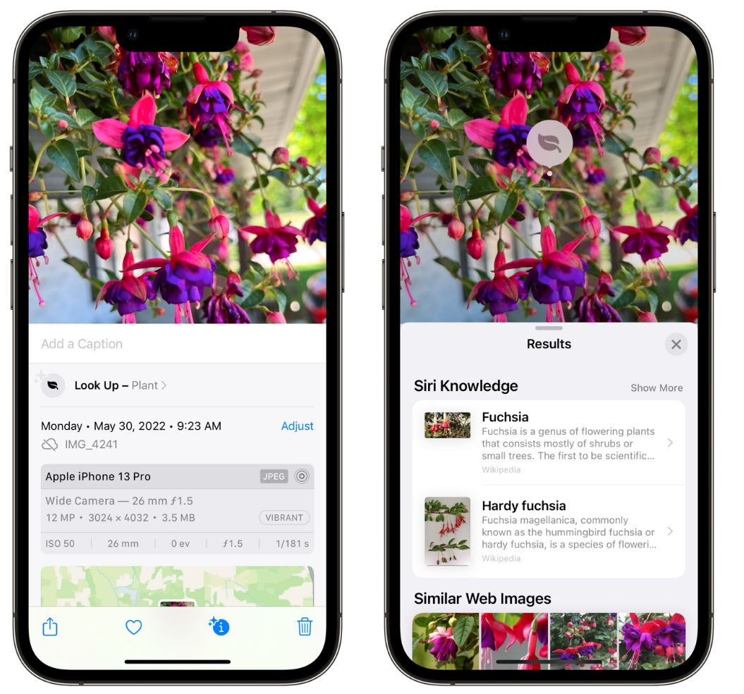 伊州苹果手机维修分享小技巧：使用 iPhone 相机识别花卉植物 